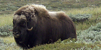 Moskussafari på Dovrefjellet Moskussafari på Dovrefjellet